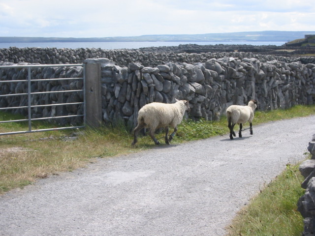 Inisheer escapees