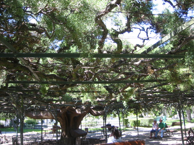 tree in park