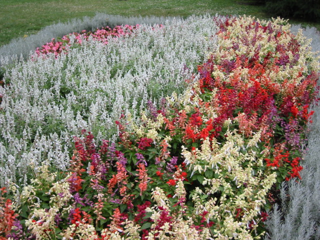 flowers on Margaret Island