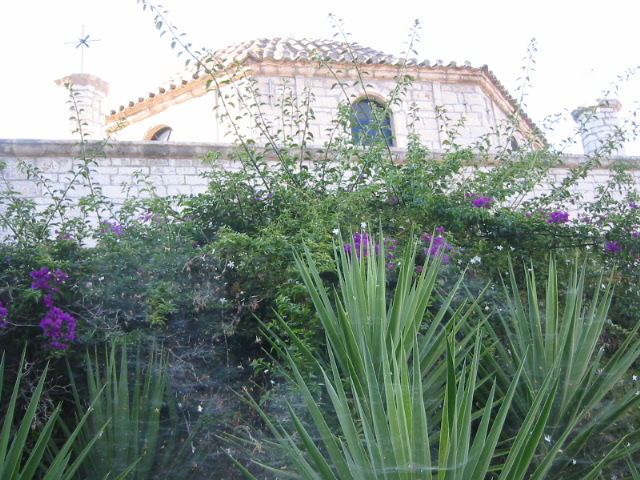 purple flowers
