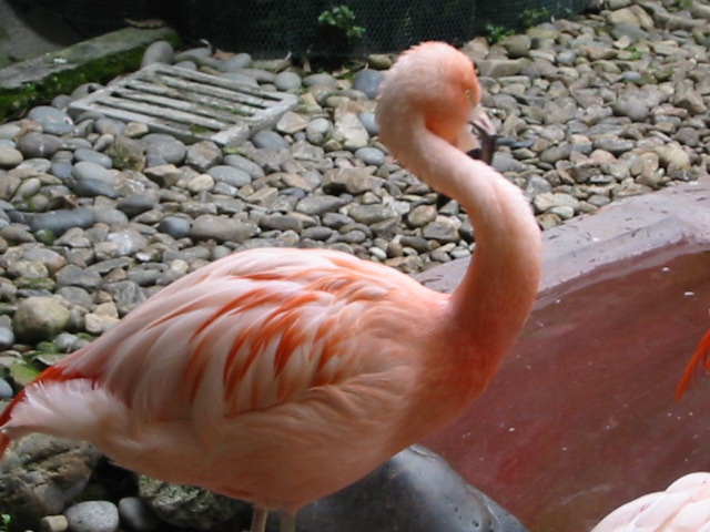 birds