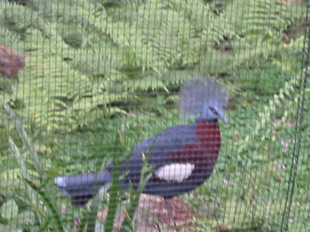 birds