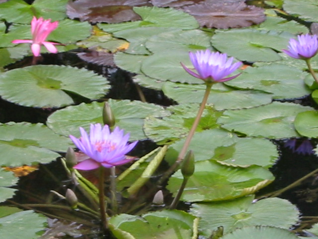 pond
