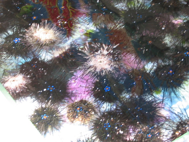 sea amnones prickly things!