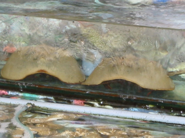 horse shoe crabs?