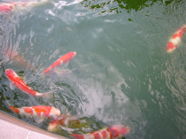 fish