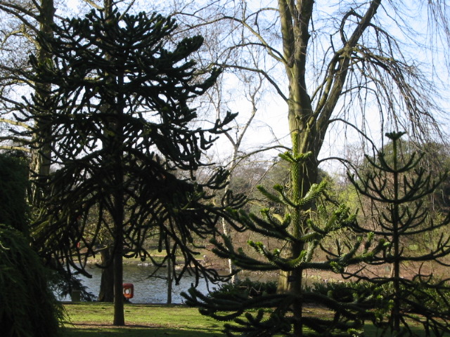Trees