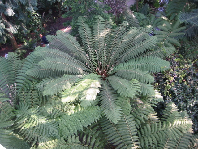 Palms