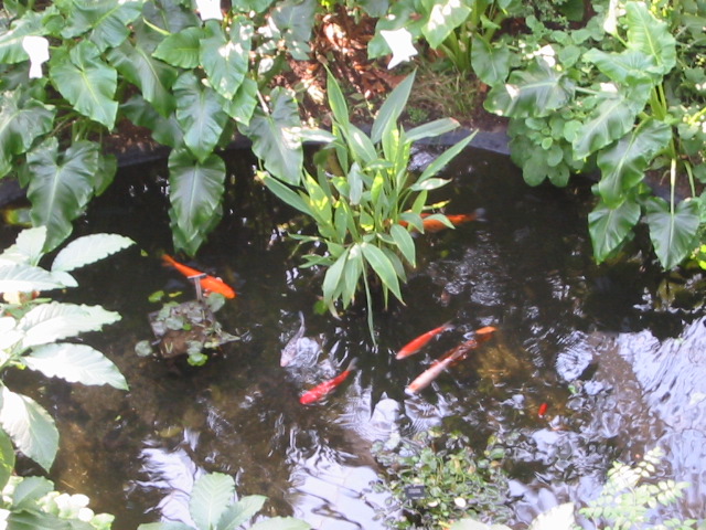 Fish Pond
