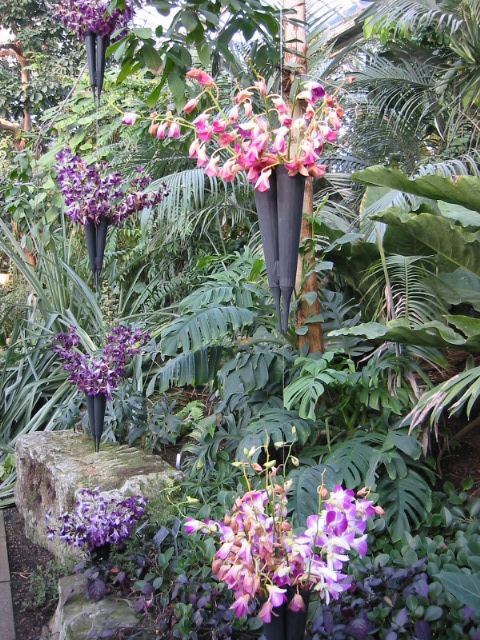 Orchids