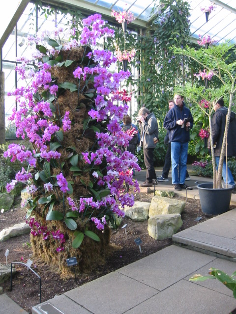 Orchids