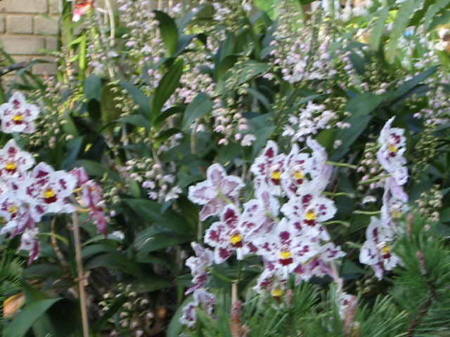 Orchids