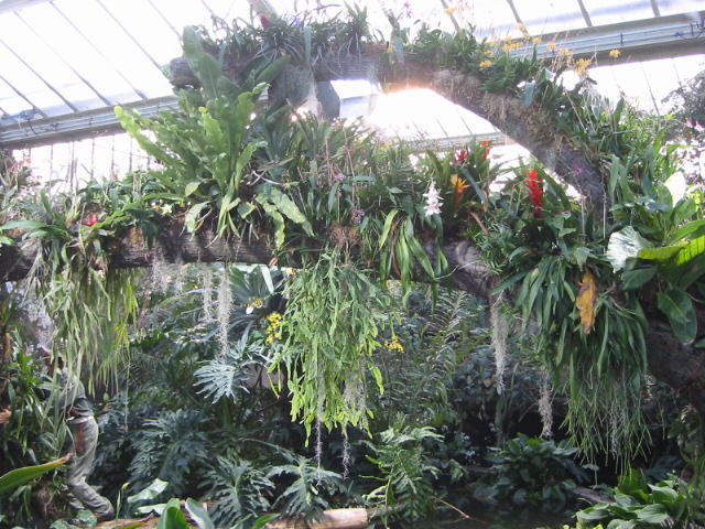 Jungle like display