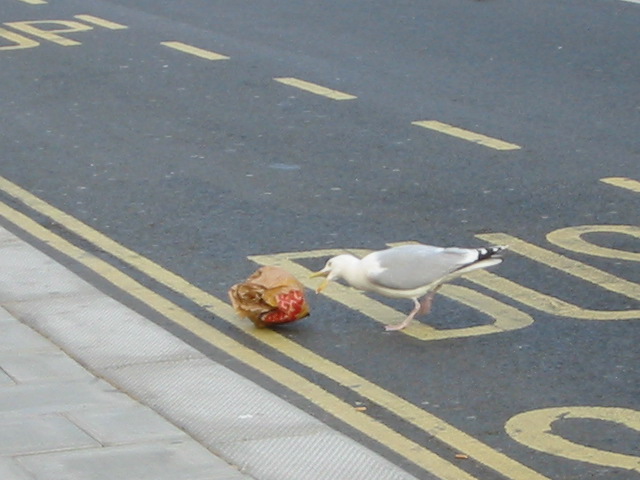 Bird with McDonald's Bag