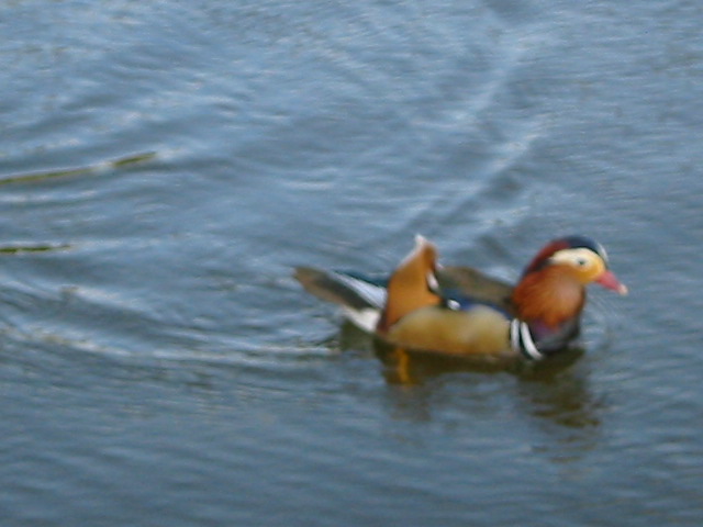 duck in gardens