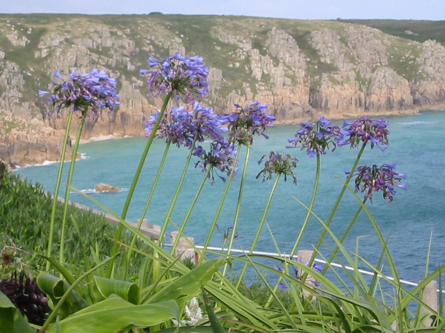 Minack Theater -pretty flowers