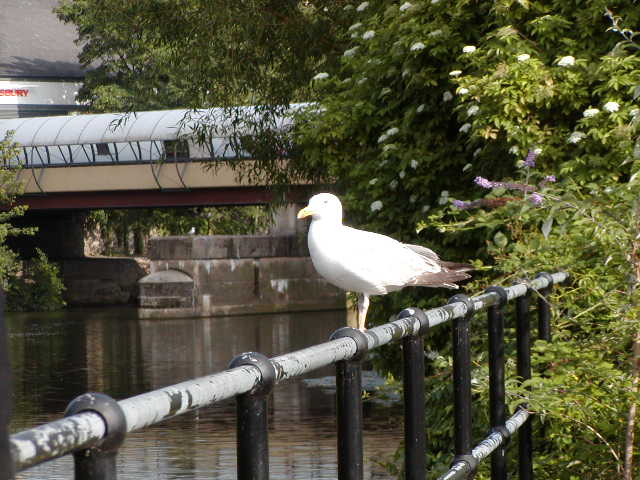 Bath bird