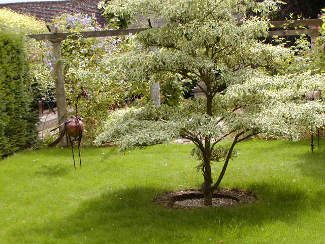 Gardens behind church