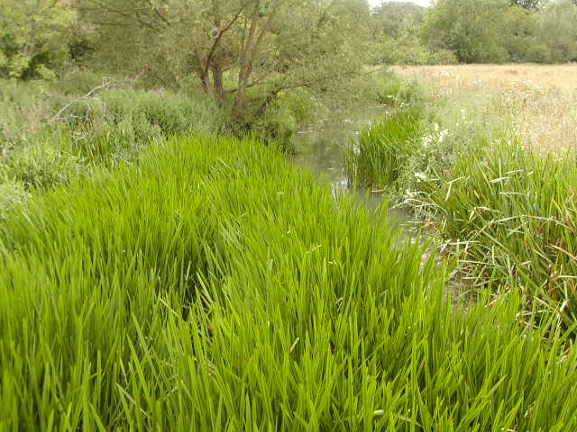 Cotswold Trail