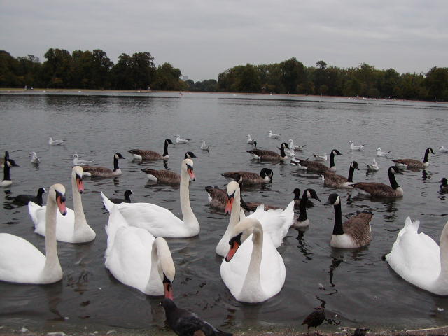 The Ducks