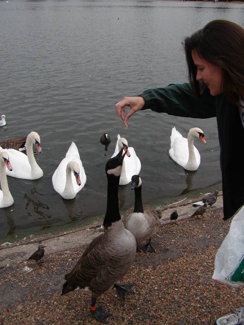 Feeding Ducks and Swans
