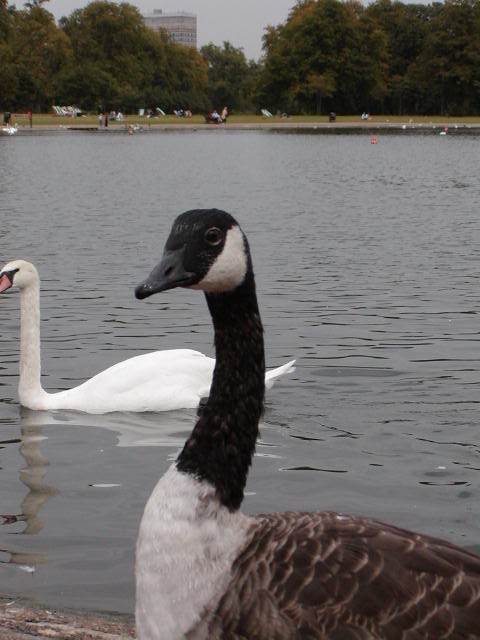Feeding Ducks and Swans