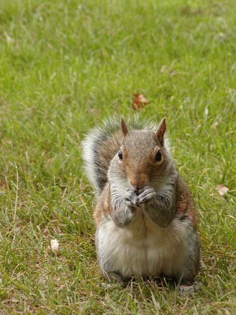 Feeding Squirl