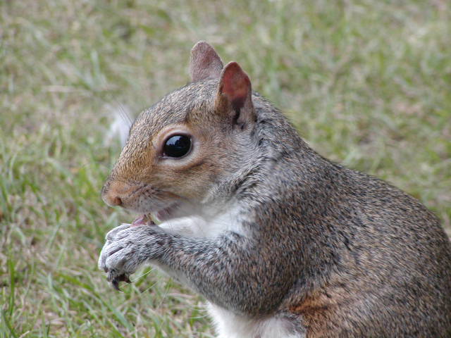 Feeding Squirl