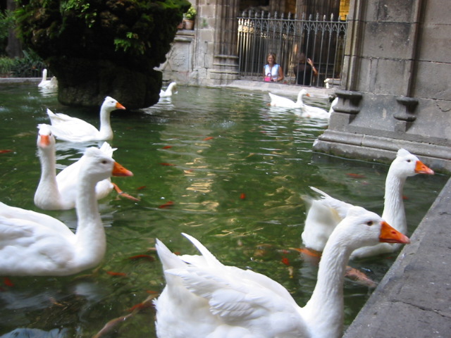 cloister geese