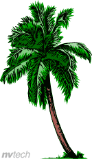 palm tree